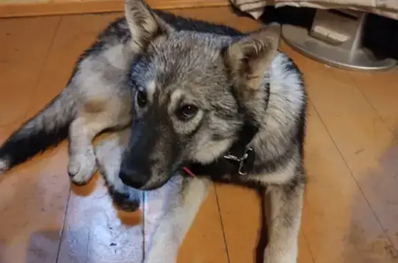 Собака Мальчик найдена в Арсаки, Владимирская область