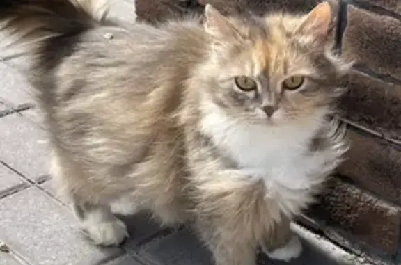 Пропала кормящая кошка в Нововолково
