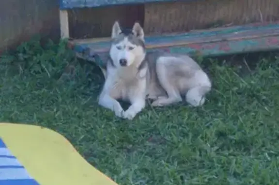 Собаки потеряшки, Москва, фото: Потеряшка сука Хаски в Лопаково 46Н-07958