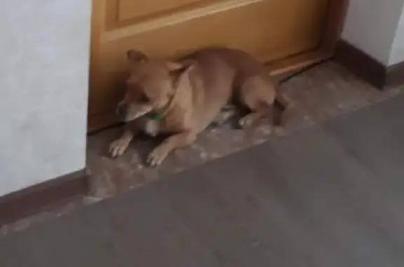 Пропала собака Мэнни на ул. Голубца, Симферополь