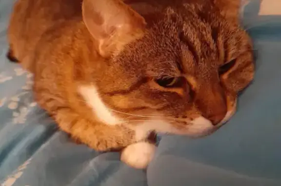 Кошки потеряшки, Санкт-Петербург, фото: Потеряшка кошка Нюша на пр. Ветеранов 99