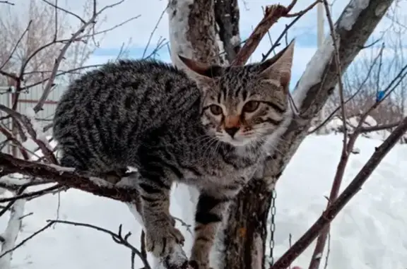 Пропал кот Барсик на Лесопильной ул. в Саратове
