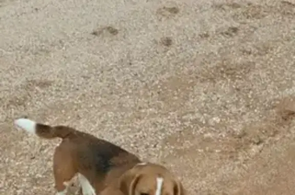 Пропала собака породы бигль в районе села Лесное (Судак), вознаграждение!