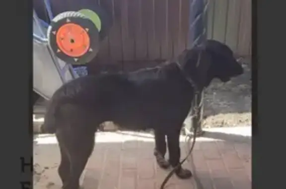 Собака найдена в Таврово, ищем хозяина!