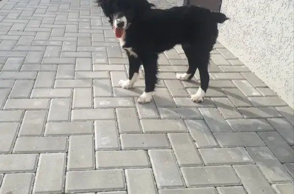 Собаки потеряшки, Анапа, фото: Потеряшка собака на Ленинградской улице в Алексеевке