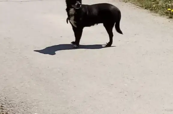 Найдена собака на Бокситогорской, адрес Находка