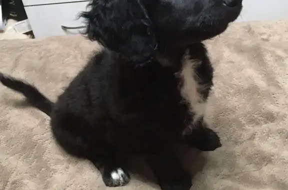 Собаки потеряшки, Ульяновск, фото: Потеряшка щенок на ул. Ефремова, 58Г, Ульяновск