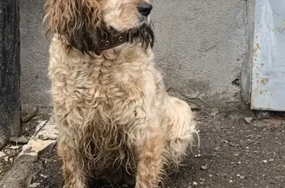 Найдена собака на ул. Ленинской 57б, Оренбург