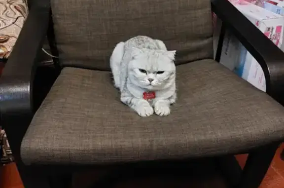 Кошки потеряшки, Москва, фото: Потеряшка кошка на 2-й Садовой ул.