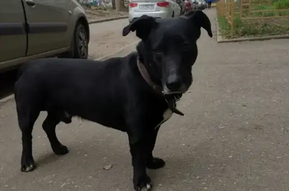Собака ждет у 5го подъезда на улице Безыменского, 1