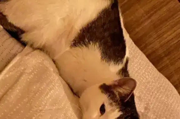 Кошки потеряшки, Тамбов, фото: Потеряшка кошка на Мичуринской, 80 в Тамбове