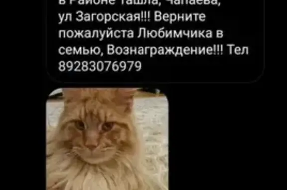 Пропала кошка Бася на улице Загорской, 21 в Ставрополе