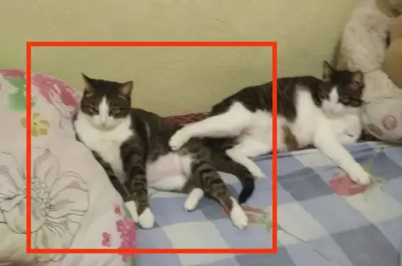 Потерянные животные Курган, фото: Пропала кошка Милка, серо-коричневая с белым, адрес: улица Васильева, 9, Курган.