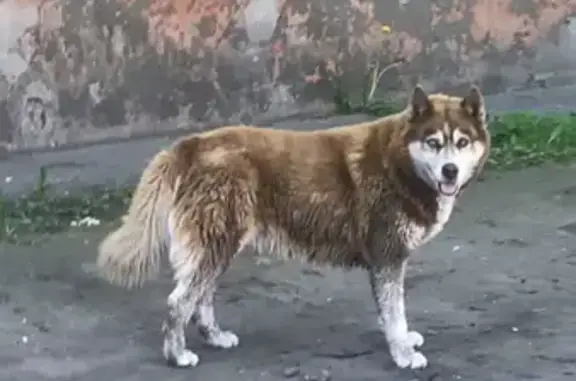 Собака Хаски найдена на улице Киевской, 141 в Калининграде.
