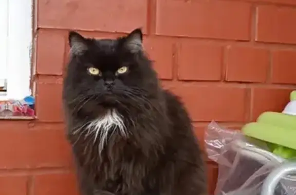 Кошки потеряшки, Москва, фото: Потеряшка кошка Кузя в СНТ Спорт, Московская область