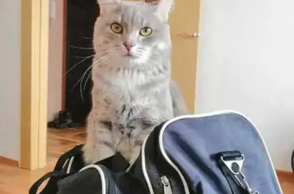 Кошки потеряшки, Новосибирск, фото: Потеряшка кошка Борис, вознаграждение, Новосибирск, ул. Ключ-Камышенское Плато 4