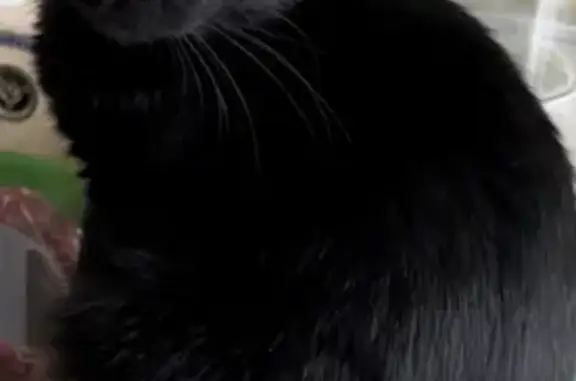 Пропала черная кошка с белым пучком в Горетовке, МО