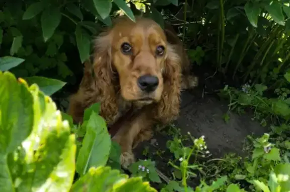 Собаки потеряшки, Томск, фото: Потеряшка собака на улице Хмельницкого, Томск