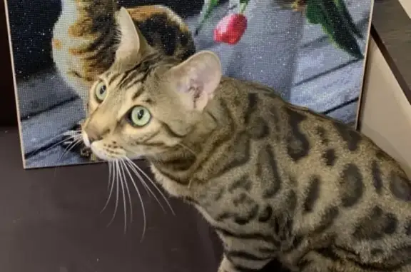 Кошки потеряшки, Москва, фото: Потеряшка кошка Чапа в Фаустово, Воскресенск, Московская область.