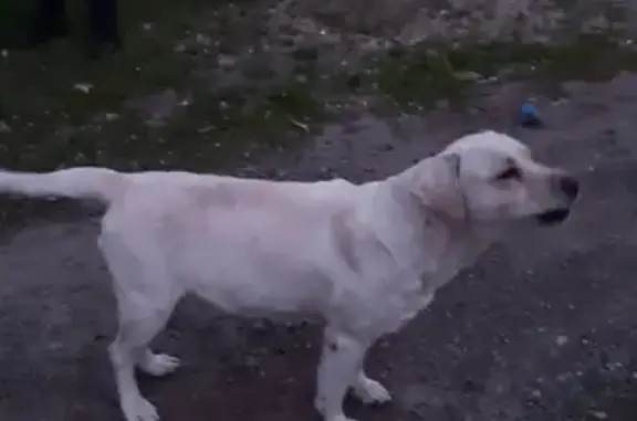 Найдена собака на ул. Братьев Никитиных, Саратов