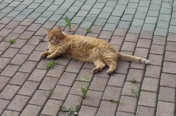 Пропала кошка на улице Кудрина, 3 в Челябинске.