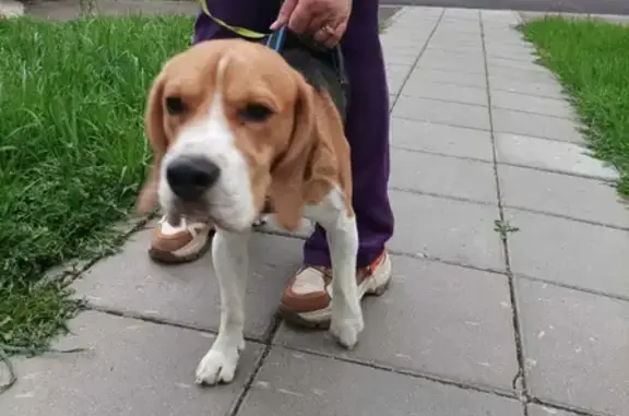 Собака породы Бигль найдена в Пенягино, Москва