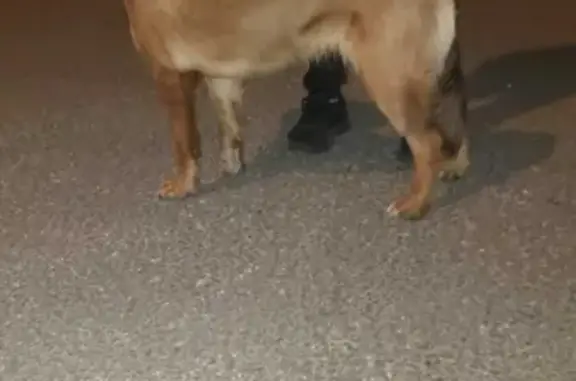 Найдена собака возле театра Сац на Коперника