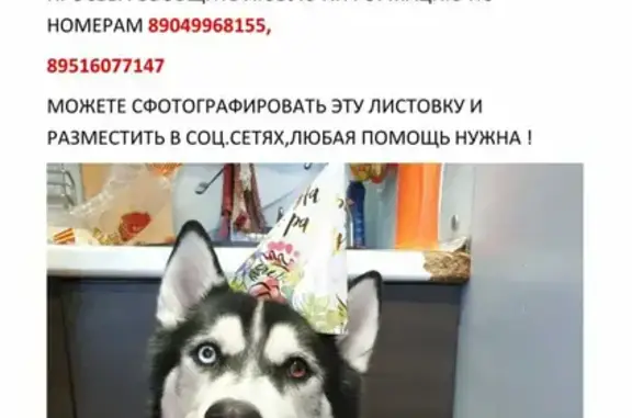 Пропала собака Айс в лесу Серебряный бор, Кемеровская область
