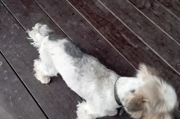 Найдена собака в Пегелево, Веревское сельское поселение
