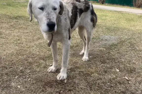 Найдена собака в Каменушке, Челябинская область