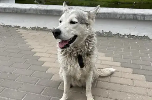 Потерянный мокрый пёс найден у жк Париж на Харьковской ул.