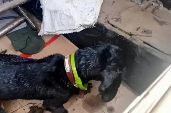 Найдена собака породы такса в Новошешминске