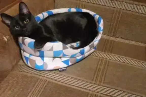 Кошки потеряшки, Санкт-Петербург, фото: Потеряшка кошка в СПб, Фрунзенский район, вознаграждение гарантируем!