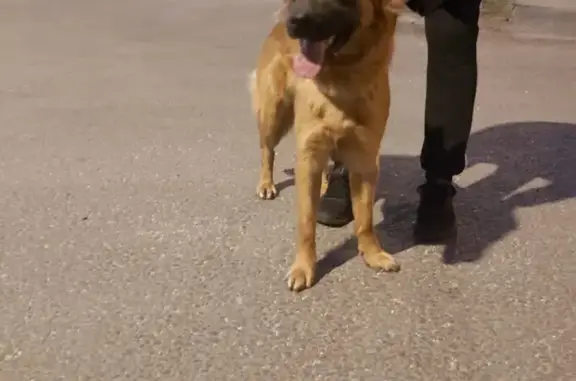 Найдена собака возле театра Сац, на передержке на пр-те Вернадского
