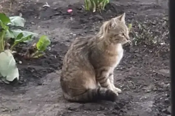 Найдена домашняя кошка на ул. Воронова, 49