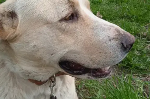 Найдена крупная молодая собака в Лупполово
