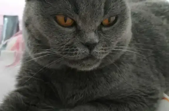 Кошки потеряшки, Санкт-Петербург, фото: Потеряшка кошка на Туристской, 28 корпус 1, СПб