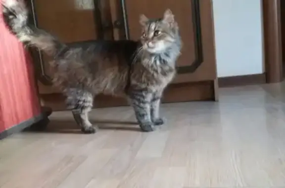 Найдена кошка на Братеевской, домашняя и ласковая