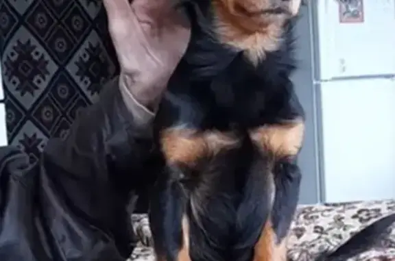 Пропала собака в Лукьяново, Вологда