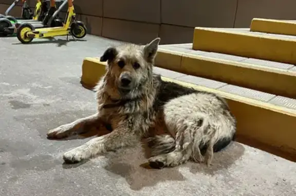 Собака ищет хозяина на Карамышевской набережной, Москва