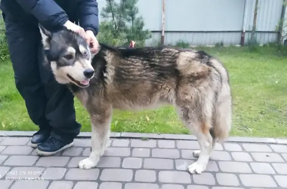 Найден кобель Хаски с разными глазами в Воронеже