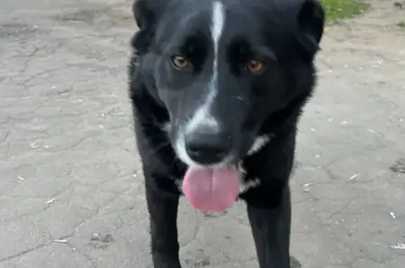 Найдена собака на улице Попова, Мытищи