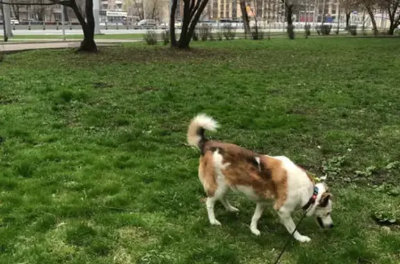 Пропала собака Йоко в д. Клово, Наро-Фоминский район