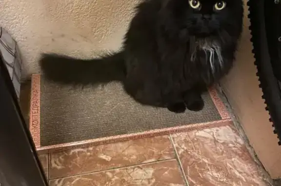 Кошки потеряшки, Москва, фото: Потеряшка чёрная кошка с белой грудкой в Трехселище