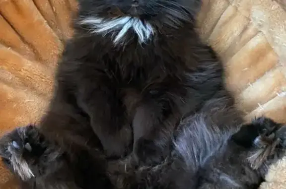 Кошки потеряшки, Москва, фото: Потеряшка кошка в Запольском, вознаграждение 20 тыс. руб.