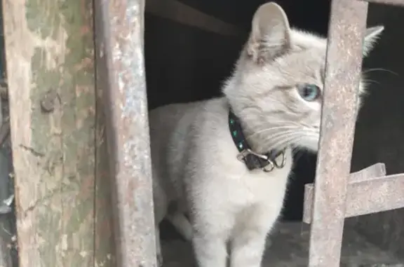 Найдена кошка на ул. Колхидская, 17 в Новосибирске