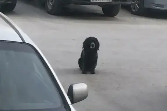 Найдена собака Спаниель на Красном проспекте, Новосибирск