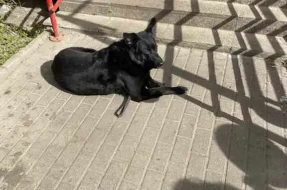 Чёрный пёс с поводком возле магазина на Духовском переулке, 22А