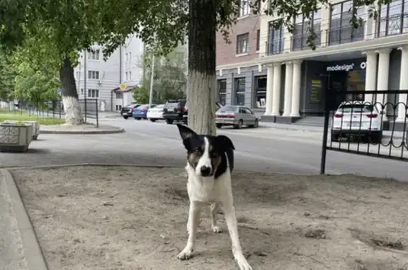 Найдена собака в Ростове, Соборный переулок, 90.
