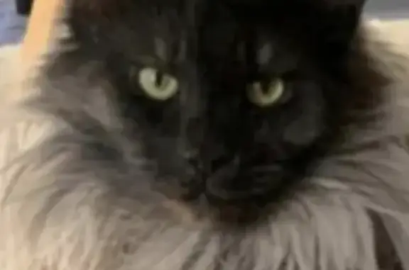 Кошки потеряшки, Санкт-Петербург, фото: Потеряшка кошка Мейн-кун Миша на ул. Вокзальной, 15 литА, Солнечное.